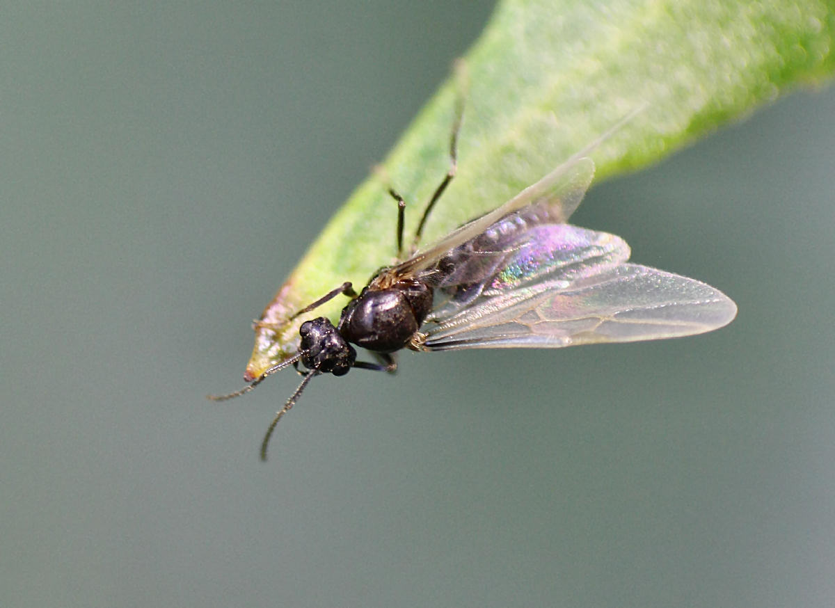 moscerino da identificare